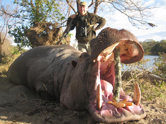 Hippo Trophy Gallery