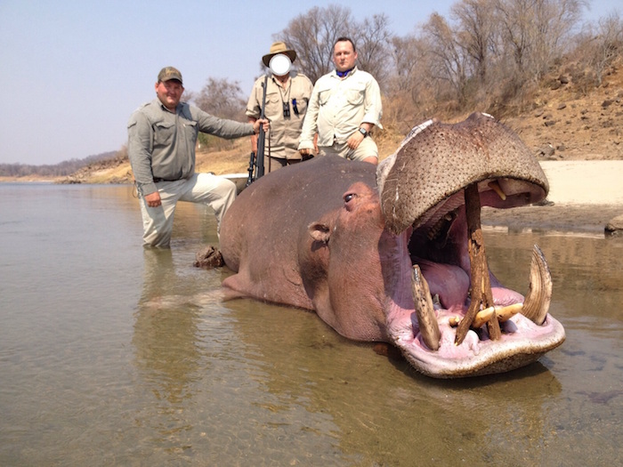 Hippo Trophy Gallery