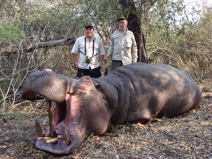 Hippo Trophy Gallery