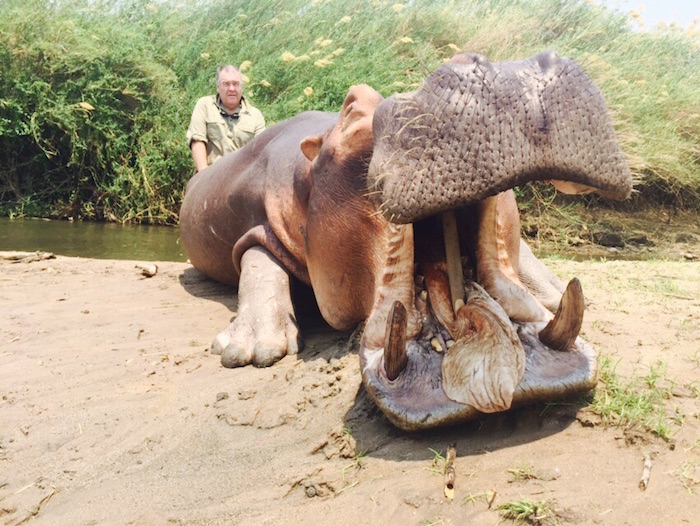 Hippo Trophy Gallery